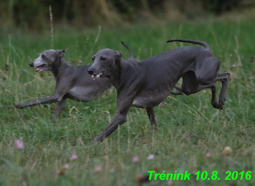 nas trenink 10.8.2016 vsechny feny a bertrando (70)