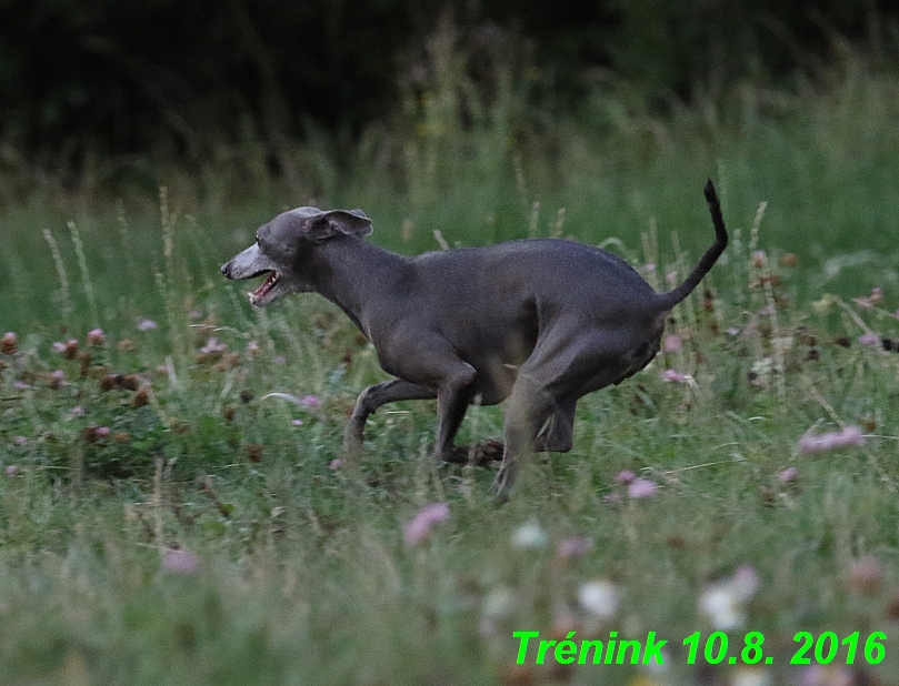 nas trenink 10.8.2016 vsechny feny a bertrando (72)