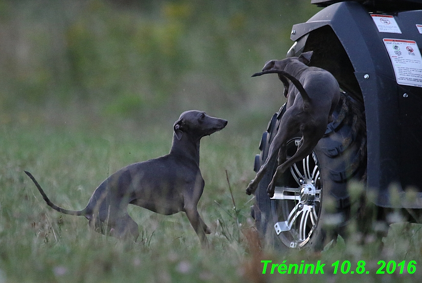 nas trenink 10.8.2016 vsechny feny a bertrando (74)