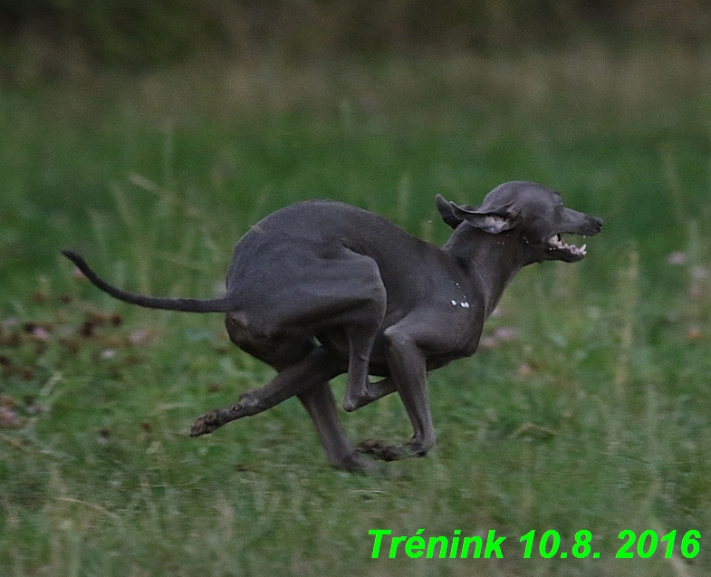 nas trenink 10.8.2016 vsechny feny a bertrando (75)