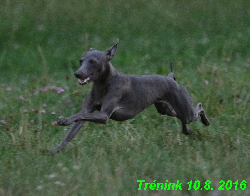 nas trenink 10.8.2016 vsechny feny a bertrando (76)