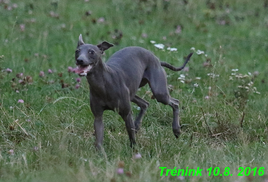 nas trenink 10.8.2016 vsechny feny a bertrando (80)