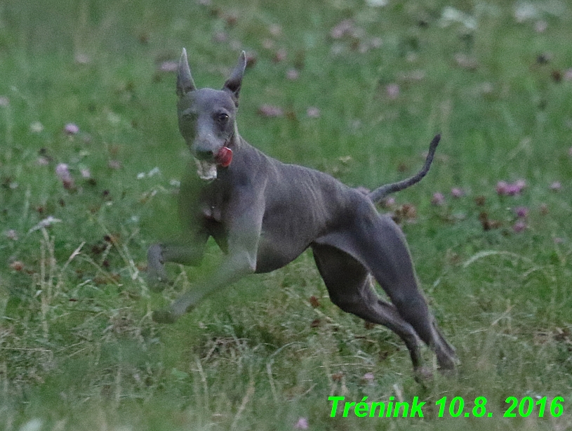 nas trenink 10.8.2016 vsechny feny a bertrando (82)