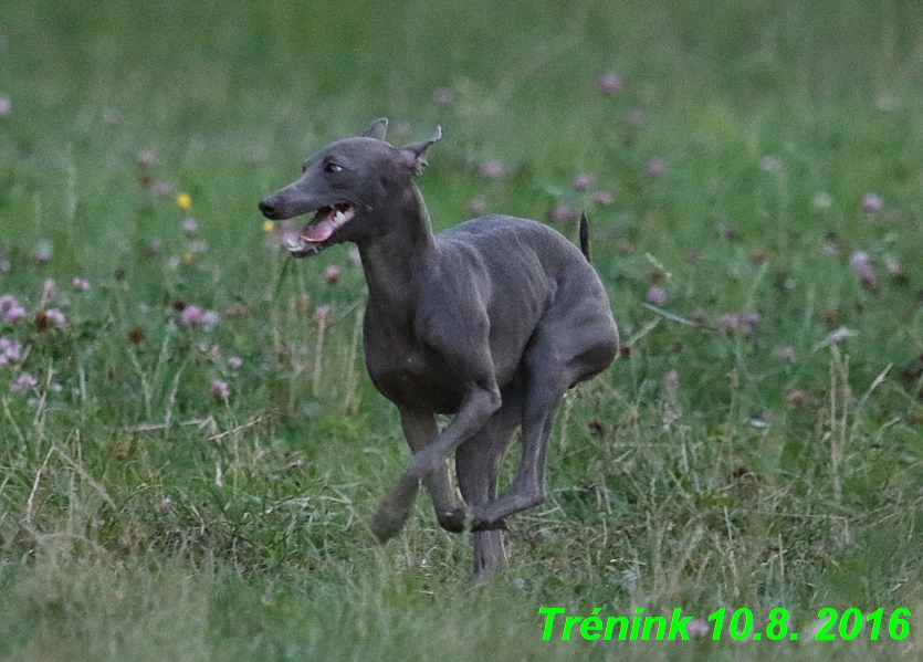 nas trenink 10.8.2016 vsechny feny a bertrando (83)