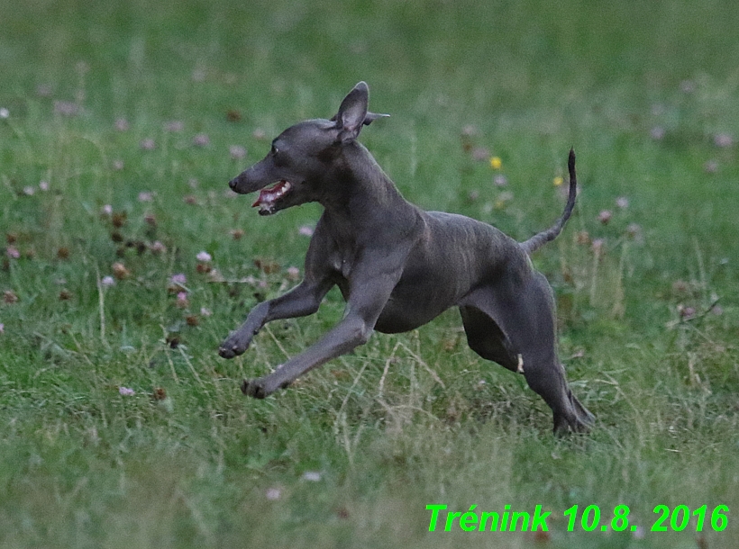 nas trenink 10.8.2016 vsechny feny a bertrando (84)