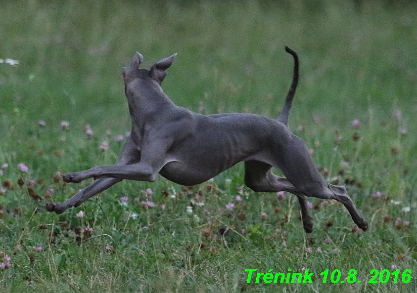 nas trenink 10.8.2016 vsechny feny a bertrando (85)