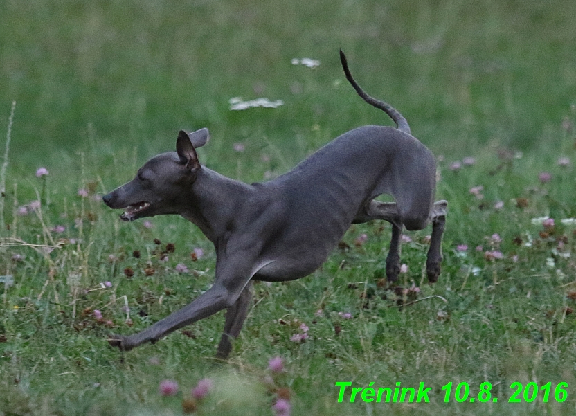 nas trenink 10.8.2016 vsechny feny a bertrando (86)