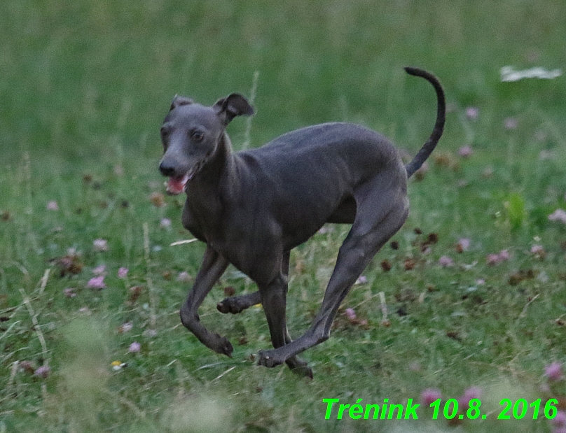 nas trenink 10.8.2016 vsechny feny a bertrando (87)