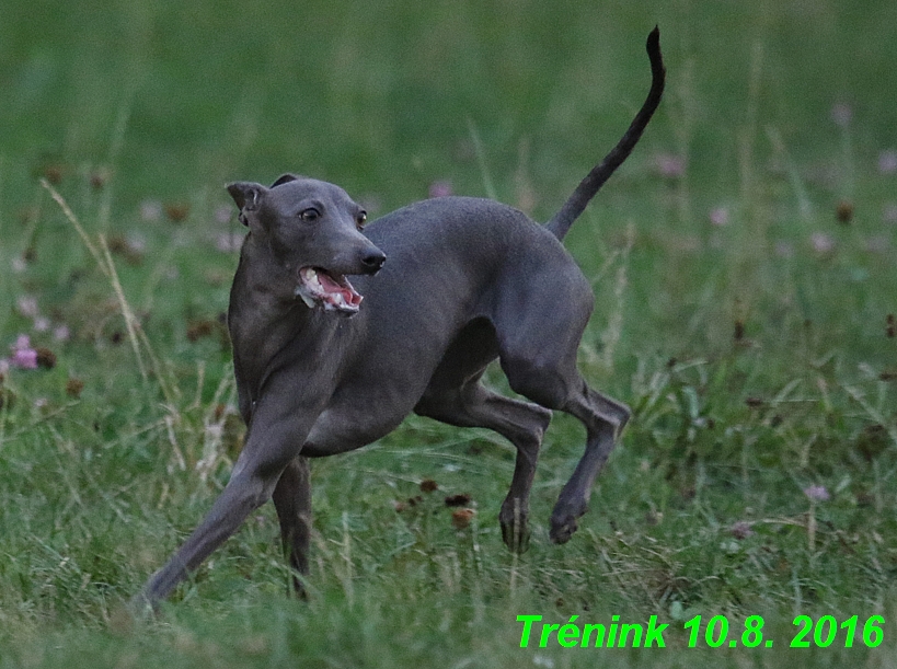 nas trenink 10.8.2016 vsechny feny a bertrando (89)