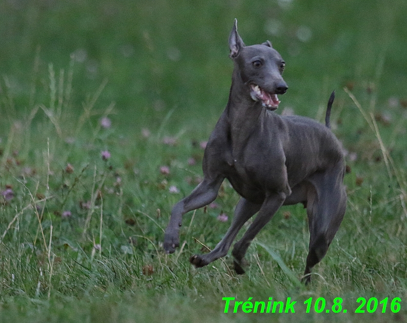 nas trenink 10.8.2016 vsechny feny a bertrando (90)