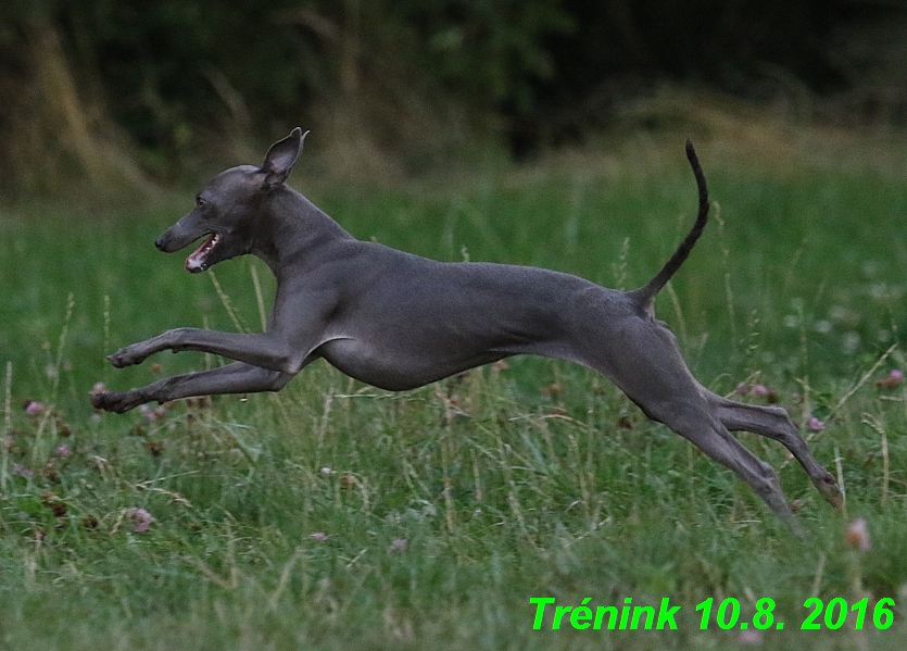 nas trenink 10.8.2016 vsechny feny a bertrando (91)