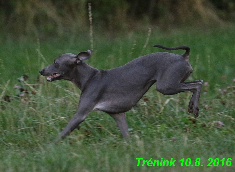 nas trenink 10.8.2016 vsechny feny a bertrando (92)