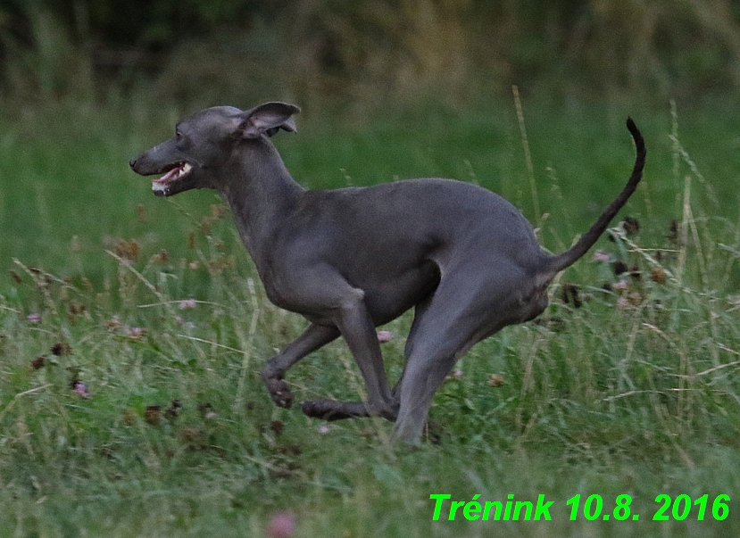 nas trenink 10.8.2016 vsechny feny a bertrando (93)