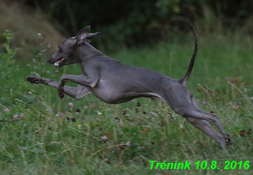 nas trenink 10.8.2016 vsechny feny a bertrando (94)