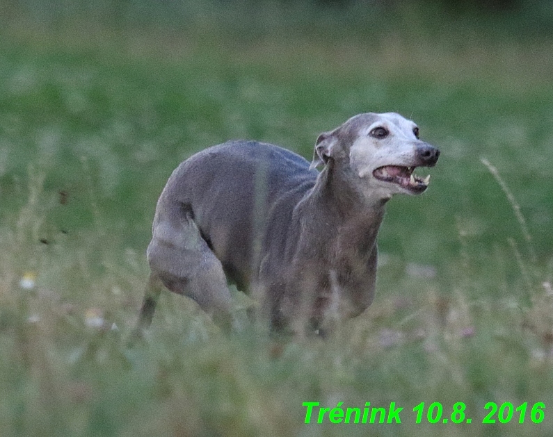 nas trenink 10.8.2016 vsechny feny a bertrando (95)