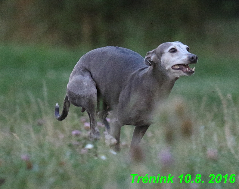 nas trenink 10.8.2016 vsechny feny a bertrando (96)