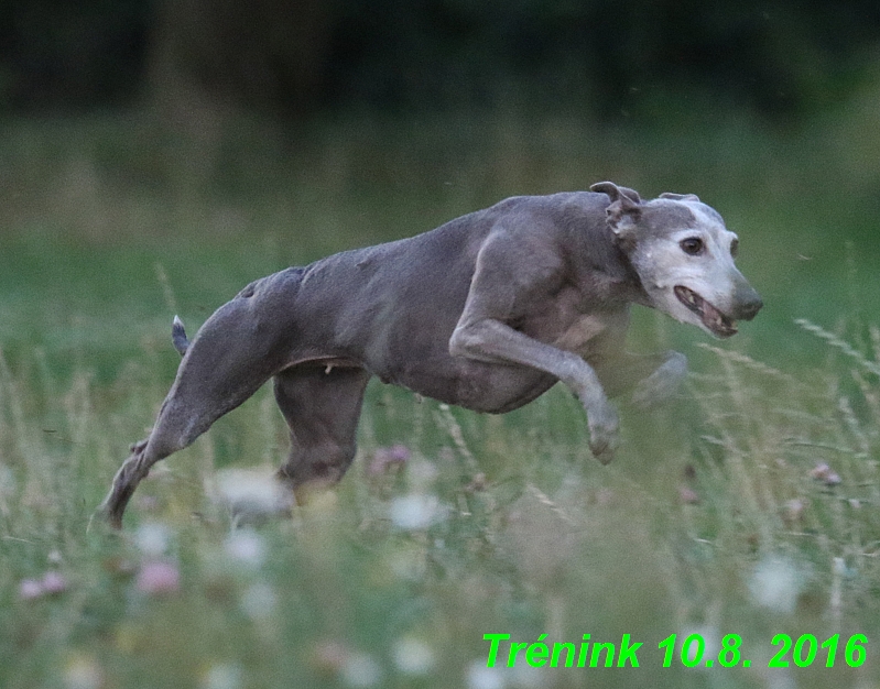 nas trenink 10.8.2016 vsechny feny a bertrando (97)