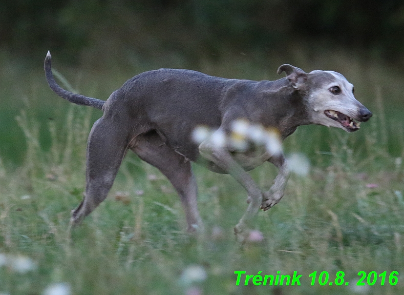 nas trenink 10.8.2016 vsechny feny a bertrando (99)