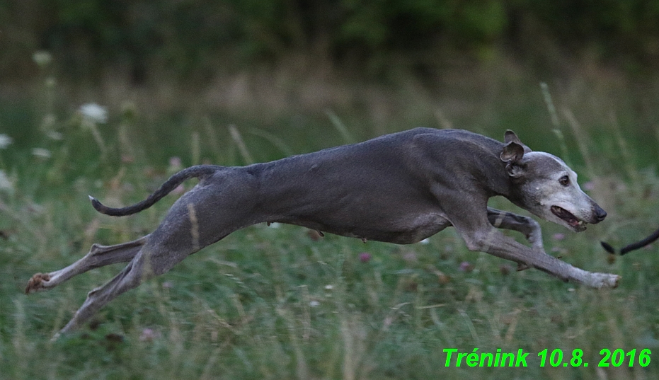 nas trenink 10.8.2016 vsechny feny a bertrando (100)