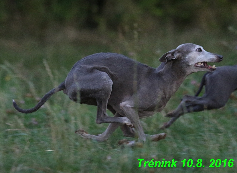 nas trenink 10.8.2016 vsechny feny a bertrando (101)