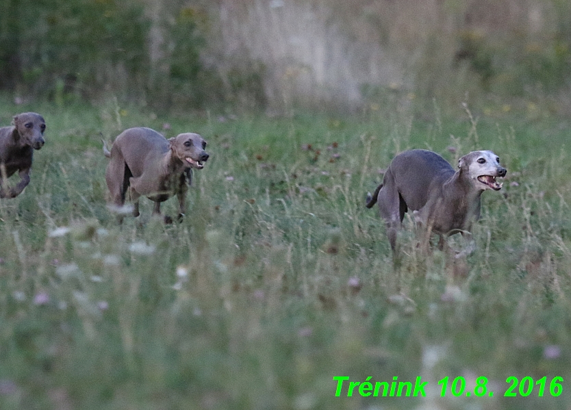 nas trenink 10.8.2016 vsechny feny a bertrando (106)