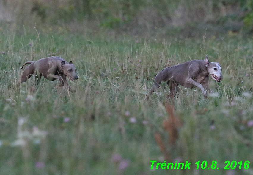 nas trenink 10.8.2016 vsechny feny a bertrando (107)