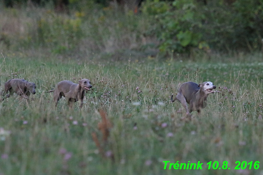 nas trenink 10.8.2016 vsechny feny a bertrando (108)