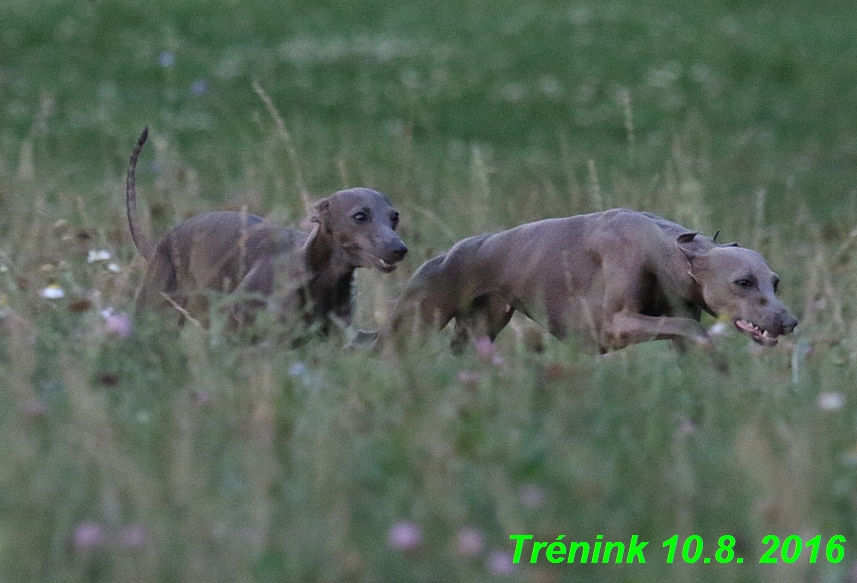 nas trenink 10.8.2016 vsechny feny a bertrando (109)