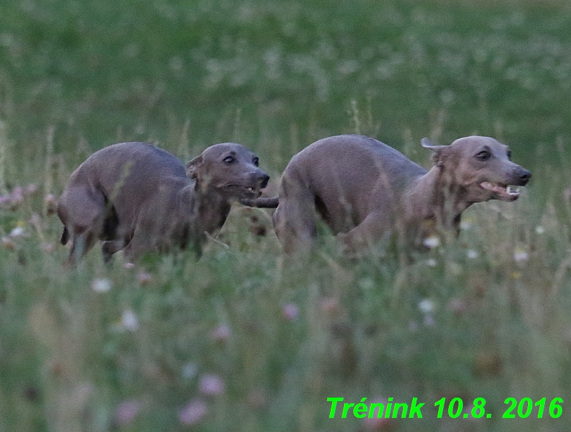 nas trenink 10.8.2016 vsechny feny a bertrando (110)