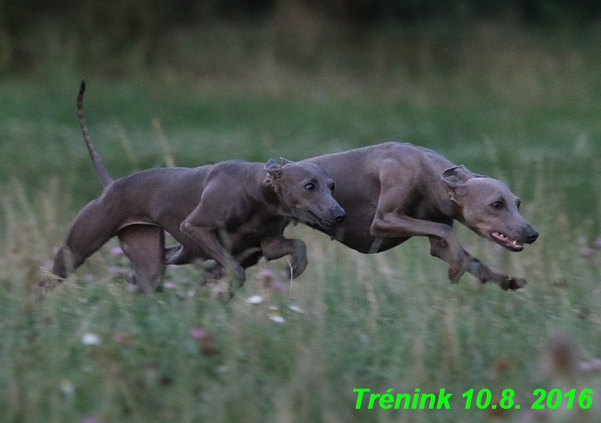 nas trenink 10.8.2016 vsechny feny a bertrando (111)