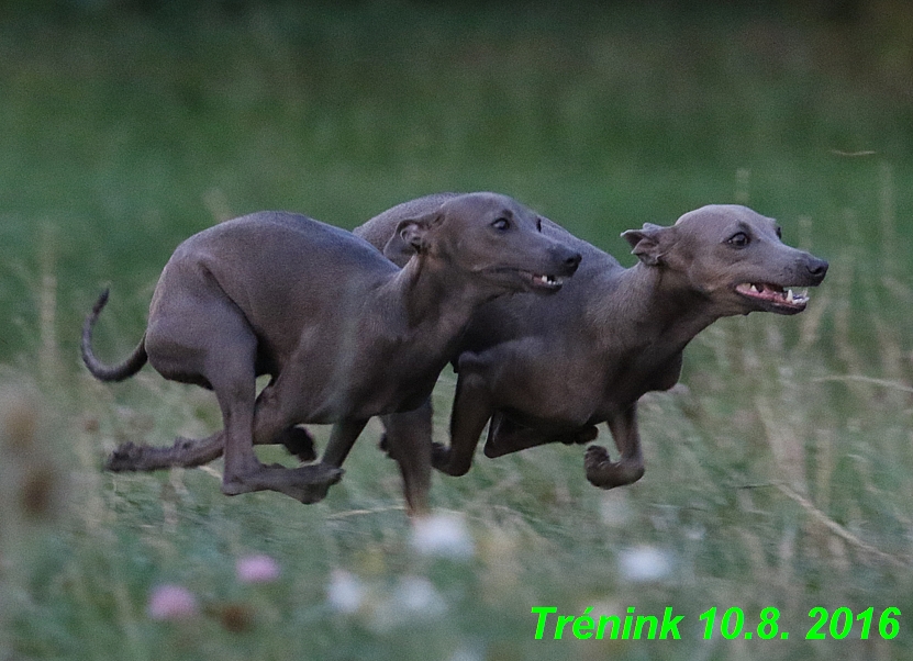 nas trenink 10.8.2016 vsechny feny a bertrando (112)