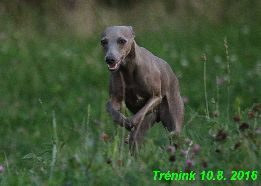 nas trenink 10.8.2016 vsechny feny a bertrando (114)