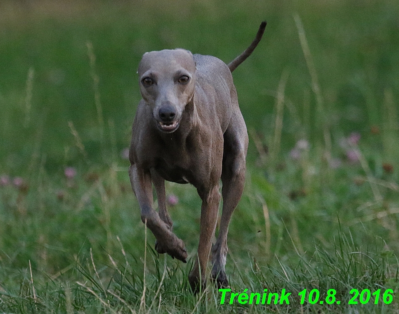 nas trenink 10.8.2016 vsechny feny a bertrando (115)