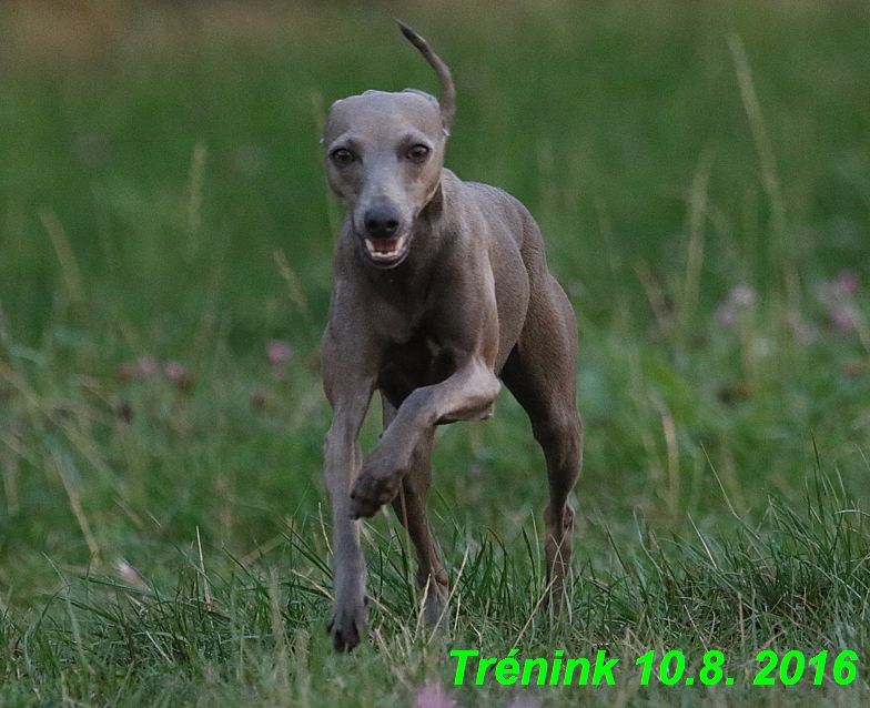 nas trenink 10.8.2016 vsechny feny a bertrando (116)