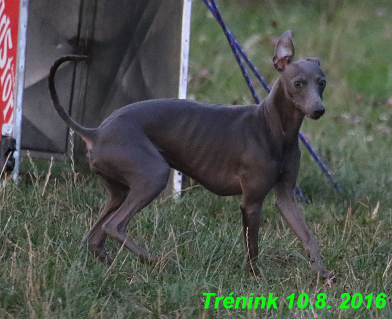 nas trenink 10.8.2016 vsechny feny a bertrando (117)