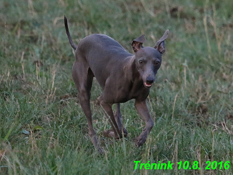 nas trenink 10.8.2016 vsechny feny a bertrando (121)