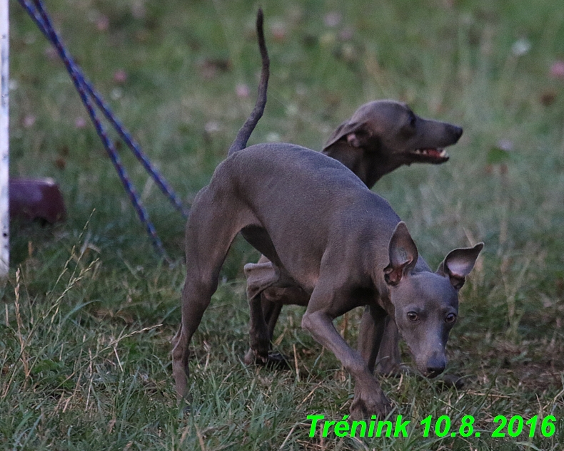 nas trenink 10.8.2016 vsechny feny a bertrando (124)