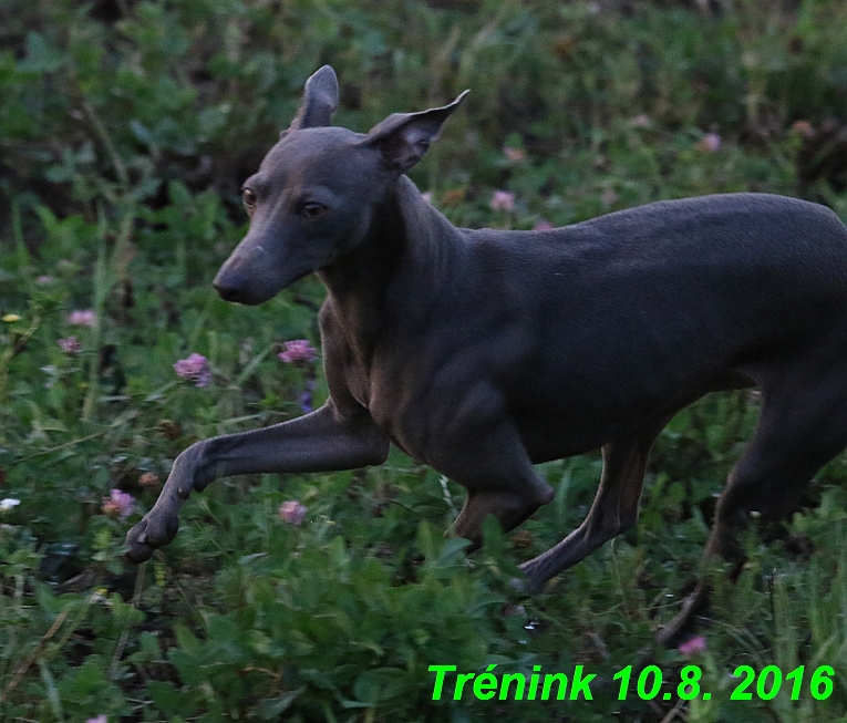 nas trenink 10.8.2016 vsechny feny a bertrando (125)