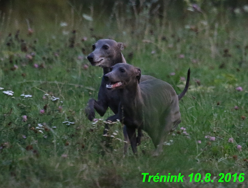 nas trenink 10.8.2016 vsechny feny a bertrando (129)