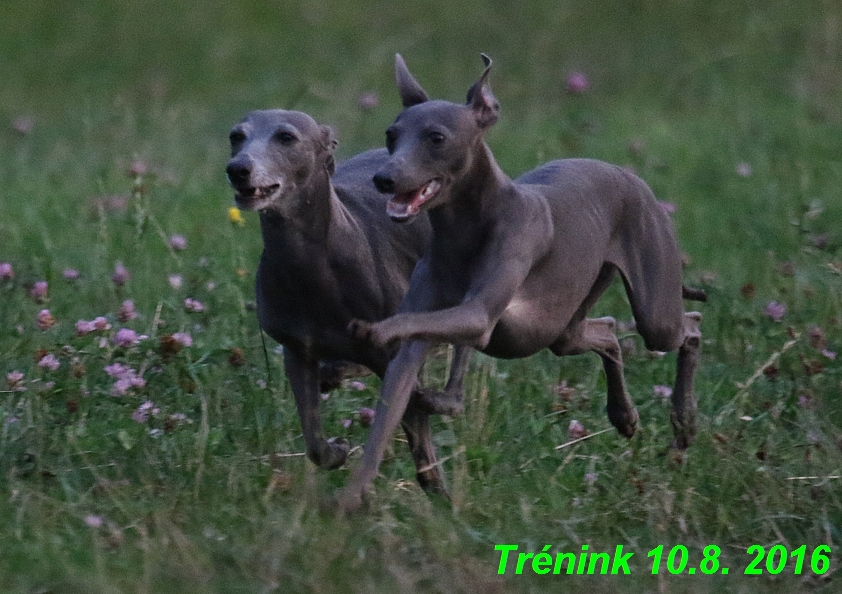 nas trenink 10.8.2016 vsechny feny a bertrando (132)