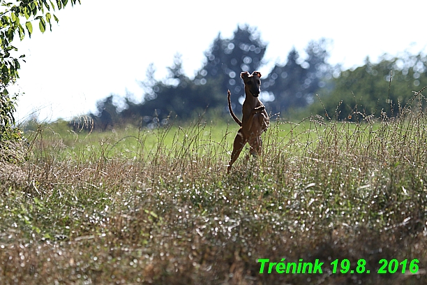 Náš trénink 19.8.2016 Všechny feny a Bertrando (1)