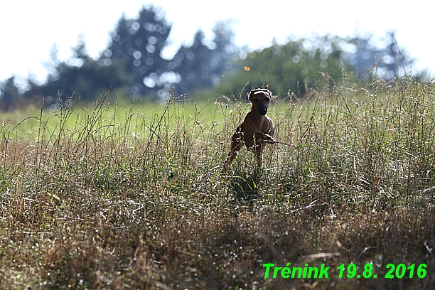 Náš trénink 19.8.2016 Všechny feny a Bertrando (3)