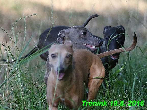 Náš trénink 19.8.2016 Všechny feny a Bertrando (9)