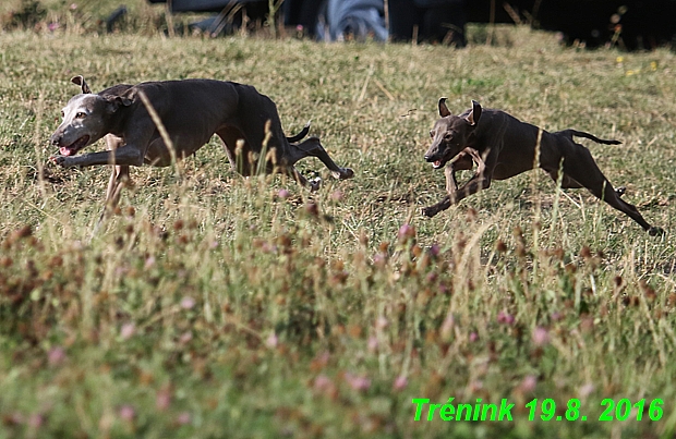 Náš trénink 19.8.2016 Všechny feny a Bertrando (82)