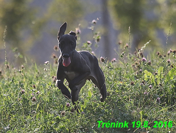 Náš trénink 19.8.2016 Všechny feny a Bertrando (101)