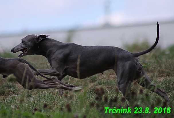 Náš trénink 23.8.2016 Všechny feny a Bertrando (12)