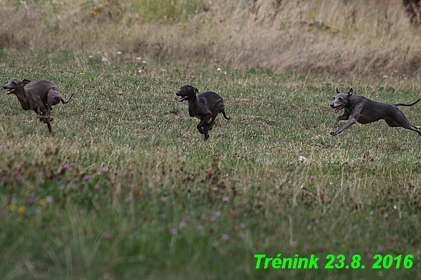 Náš trénink 23.8.2016 Všechny feny a Bertrando (15)