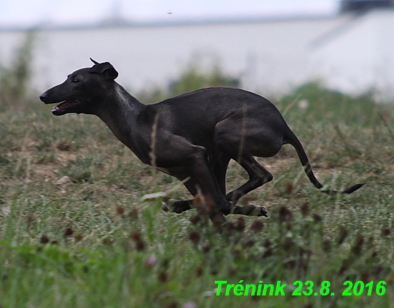 Náš trénink 23.8.2016 Všechny feny a Bertrando (20)