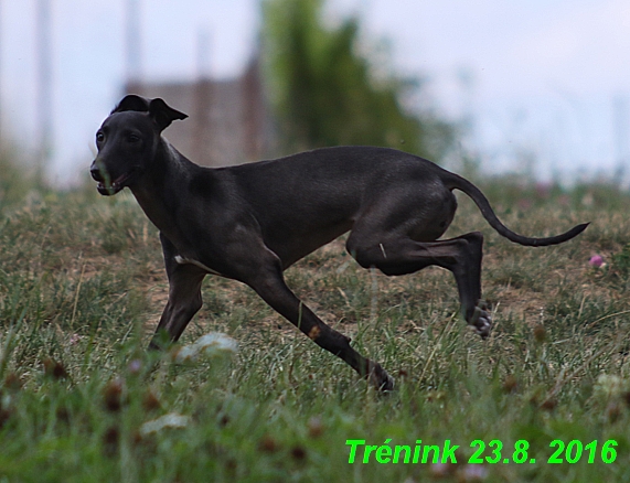 Náš trénink 23.8.2016 Všechny feny a Bertrando (22)