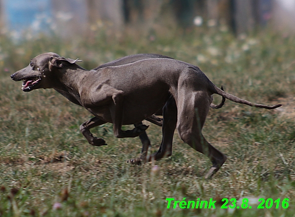 Náš trénink 23.8.2016 Všechny feny a Bertrando (50)